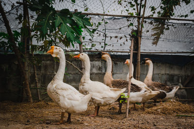 A group of ducks on the farm