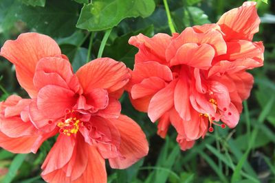 Close-up of pink flowers