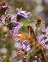 Close-up of insect on purple flower