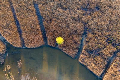High angle view of plant reflection in lake