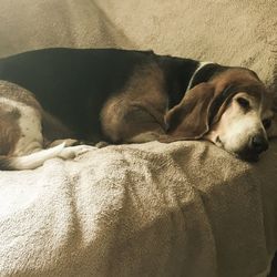 Dog sleeping on floor