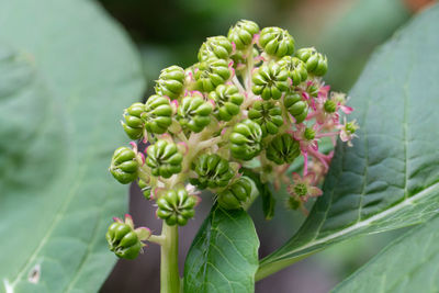 Close-up of flowering plant