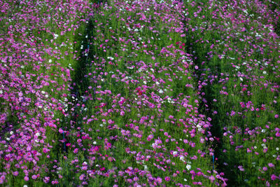 Close-up of pink flowering plants on field