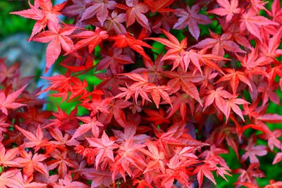 Close-up of red maple leaves