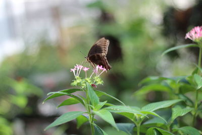 Close-up of butterfly on flower