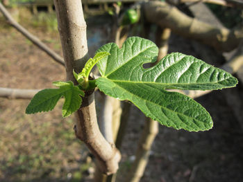 Close-up of green leaves on plant