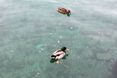 High angle view of bird perching on water