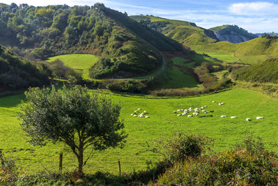 Scenic view of trees on field