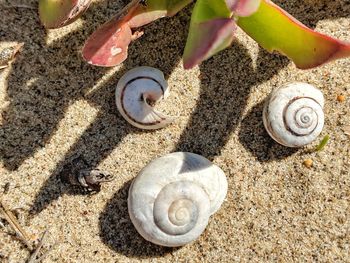 High angle view of shells on sand