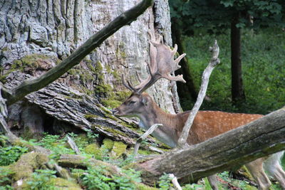 Deer relaxing on tree trunk