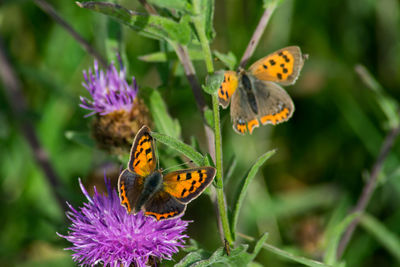 Close-up of butterfly pollinating on purple flower