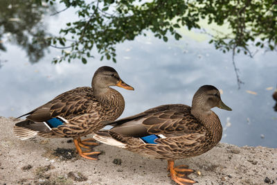 Mallard ducks on a lake