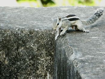 Close-up of lizard