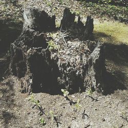 High angle view of cat on tree