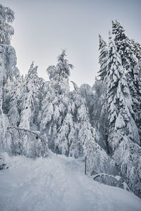 Snow-covered trees on a landscape against the sky
