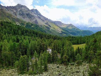 Scenic view of pine trees and mountains against sky