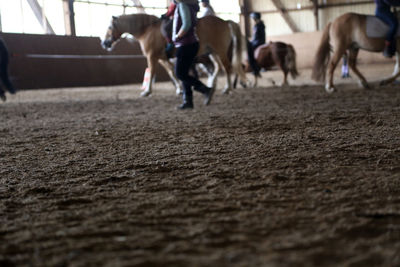 Horses running on landscape