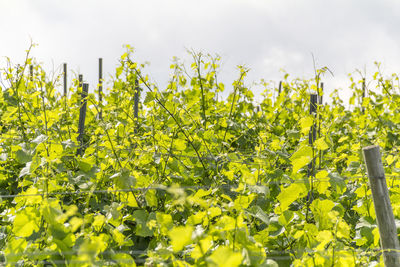 Yellow flowers growing on field