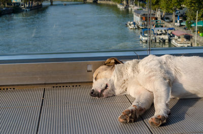 Dog lying down on the shore