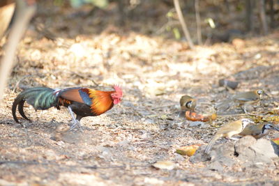 View of birds on land