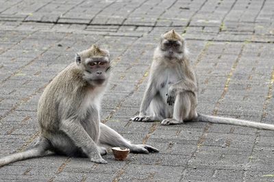 Monkeys in hindu temple
