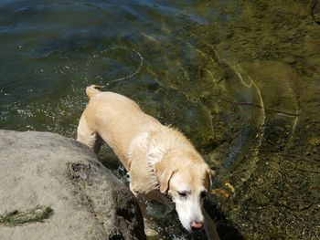 High angle view of yellow labrador on rock by lake. 