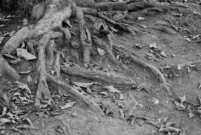 High angle view of tree trunk on field