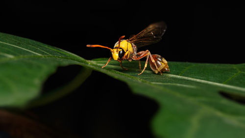 Close-up of insect on leaf