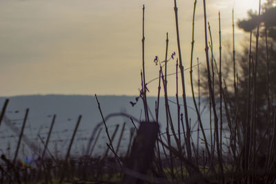 Close-up of grass by lake against sky during sunset