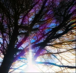 Low angle view of sun shining through trees