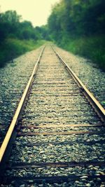 Railroad tracks amidst trees