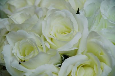 Close-up of white rose blooming outdoors