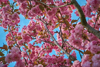 Low angle view of pink cherry blossoms in spring