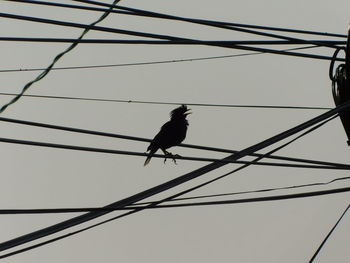 Low angle view of bird perching on cable