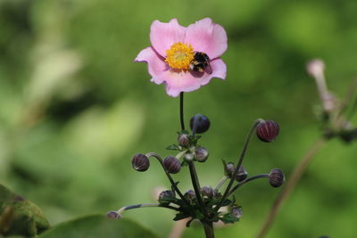 Close-up of pink flowering plant