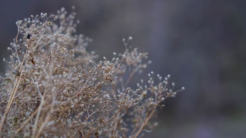 Close-up of wilted plant on field