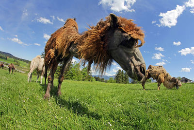 View of a horse grazing in field