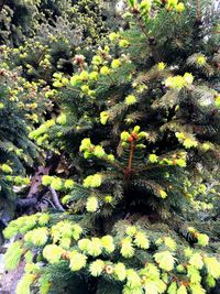 Close-up of plants