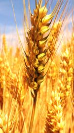 Close-up of wheat growing on field