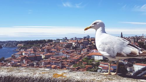 Seagull on a city