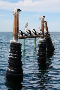 Birds on wooden post in sea against sky