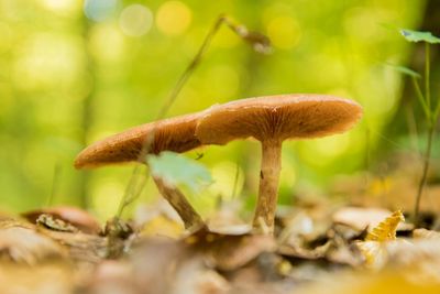 Close-up of mushroom growing on tree trunk