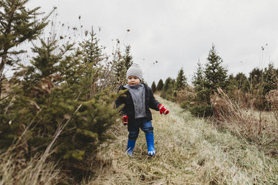 Toddler boy on christmas tree hunt in tree farm