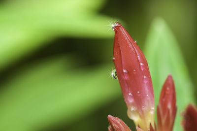 Close-up of wet flower on plant