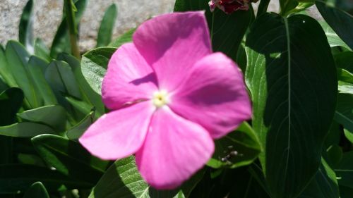 Close-up of pink cosmos blooming outdoors