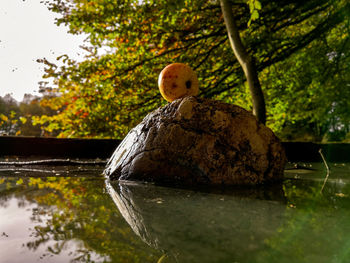 Close-up of rock on tree by lake