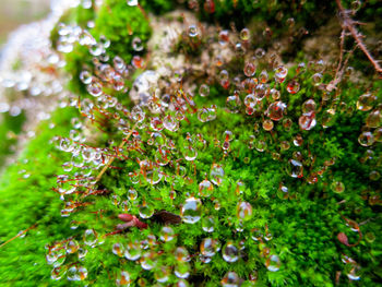 High angle view of flowering plant