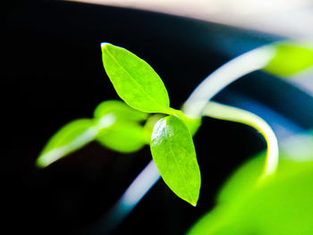 Close-up of plant growing outdoors