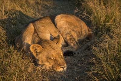 High angle view of lioness sleeping on field