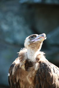 Close-up of owl perching outdoors